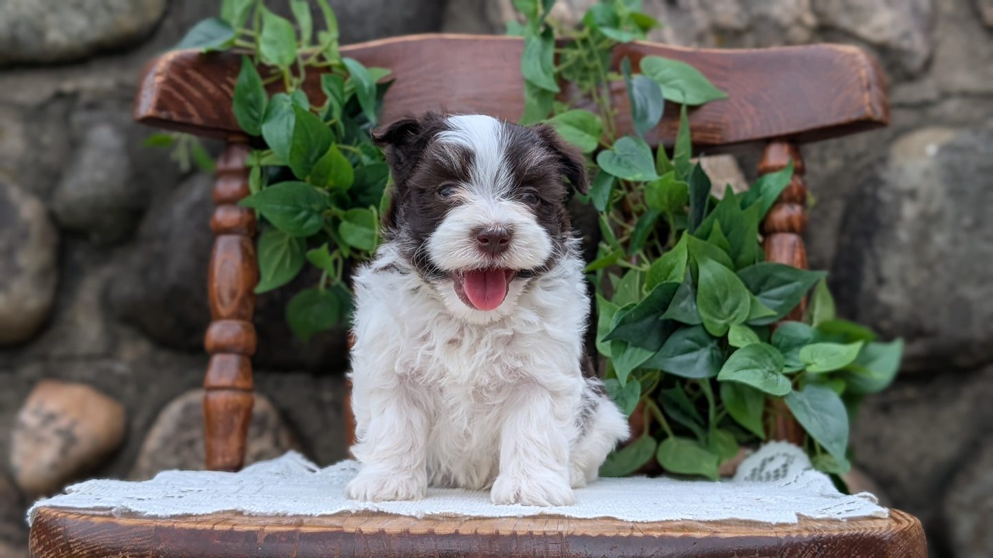 HAVANESE (APR 09) MALES
