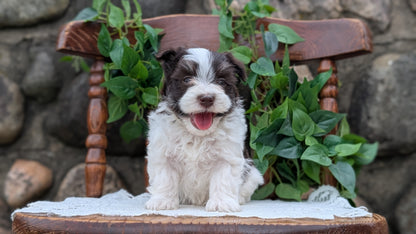 HAVANESE (APR 09) MALES