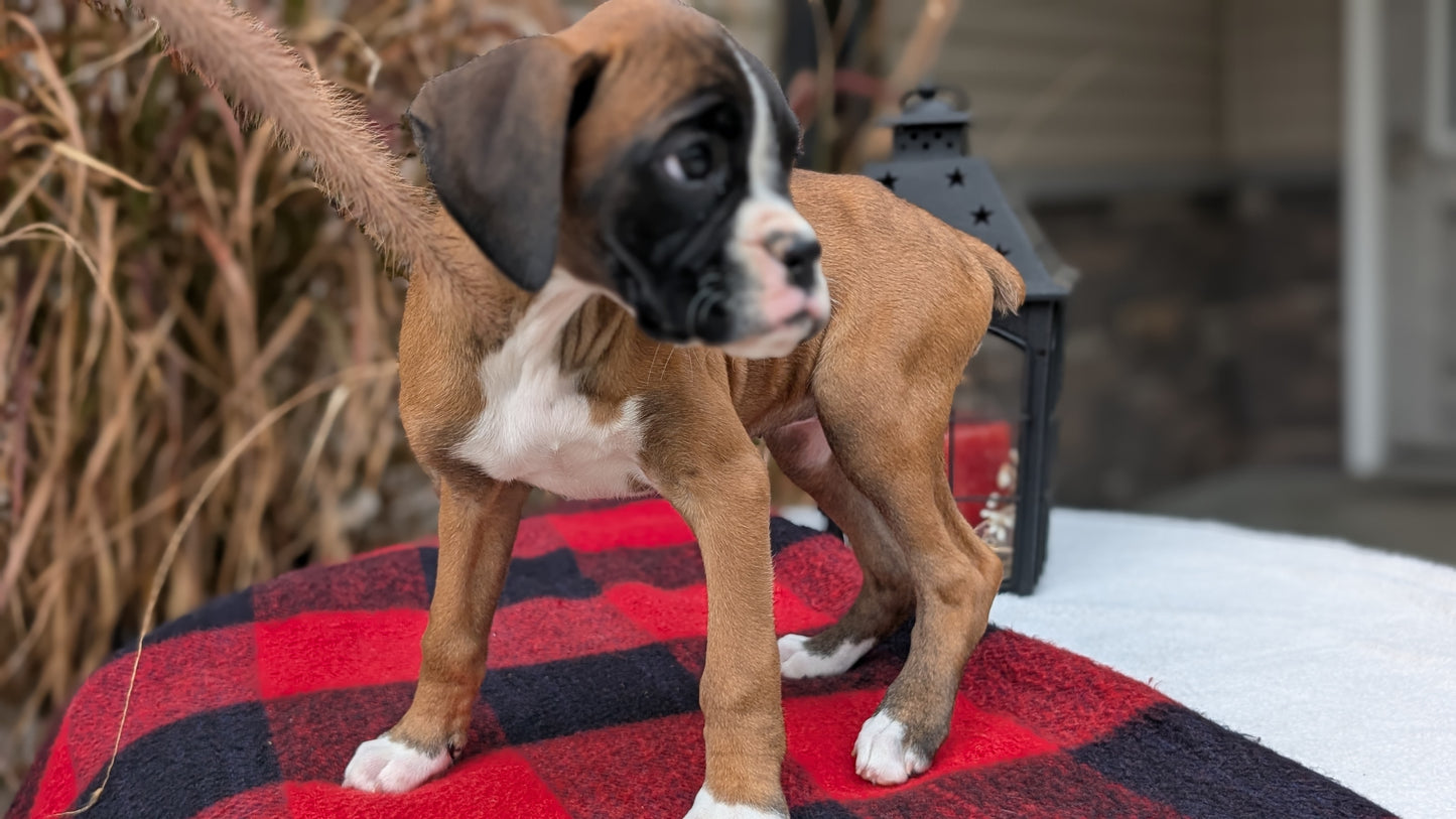 BOXER (08/20) FEMALE