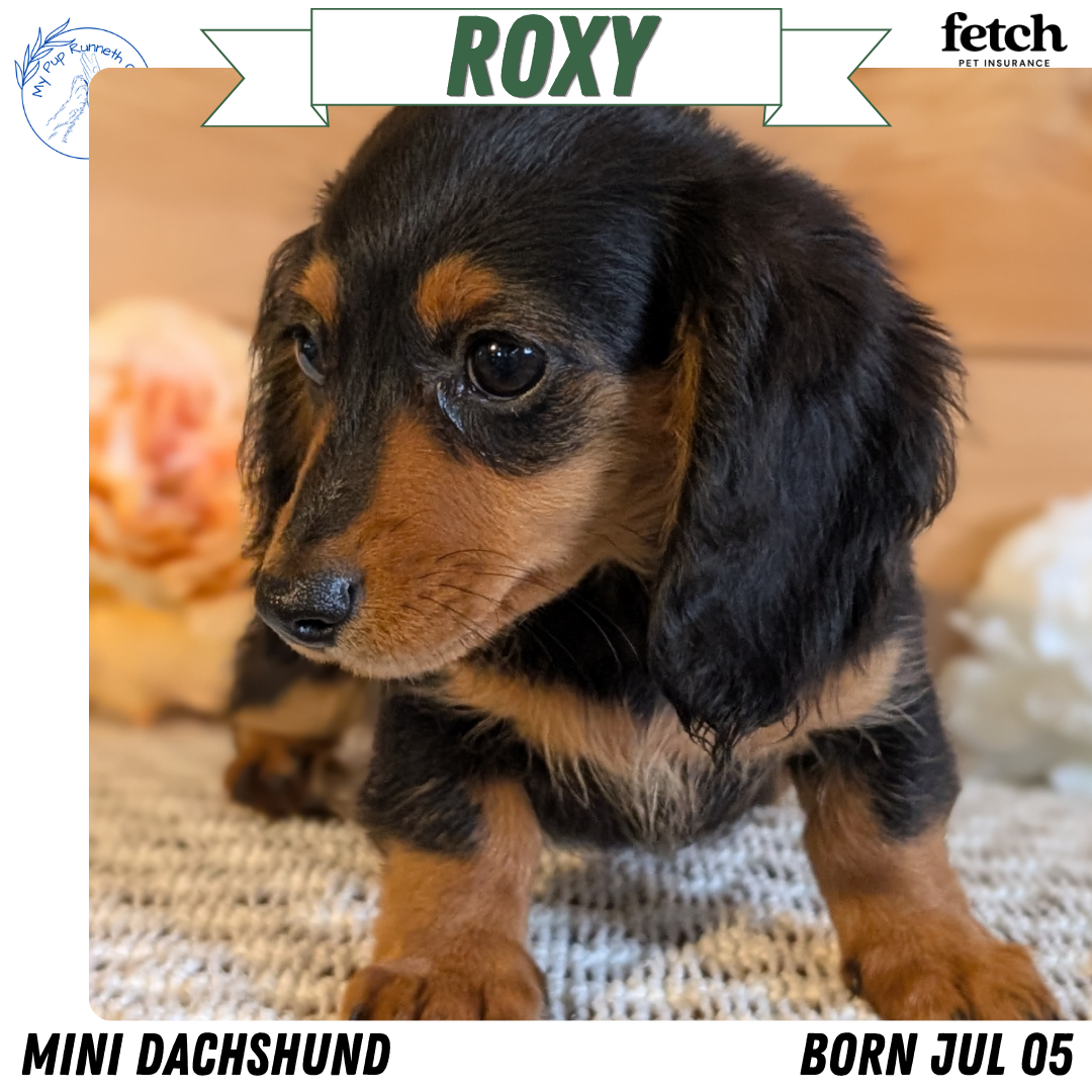 MINI DACHSHUNDS (JUL 05) 2 MALES/2 FEMALES