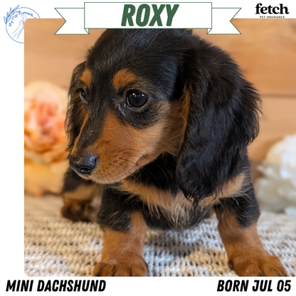 MINI DACHSHUNDS (JUL 05) 2 MALES/2 FEMALES