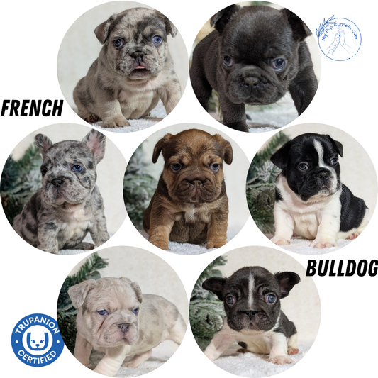 FRENCH BULLDOG (OCT 08) FEMALES
