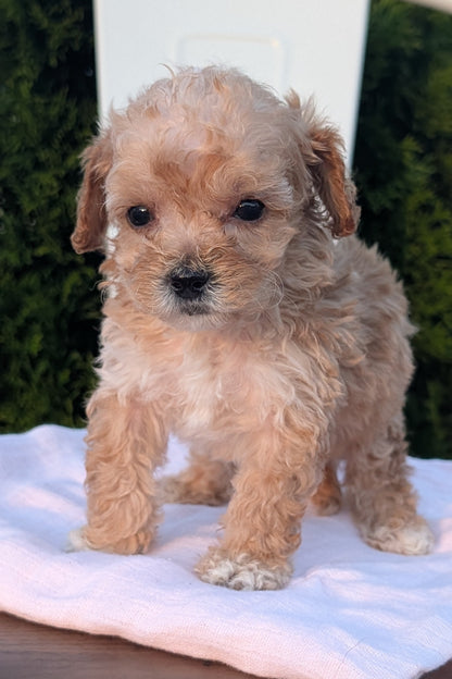 MINI POODLE (MAY 12) MALES