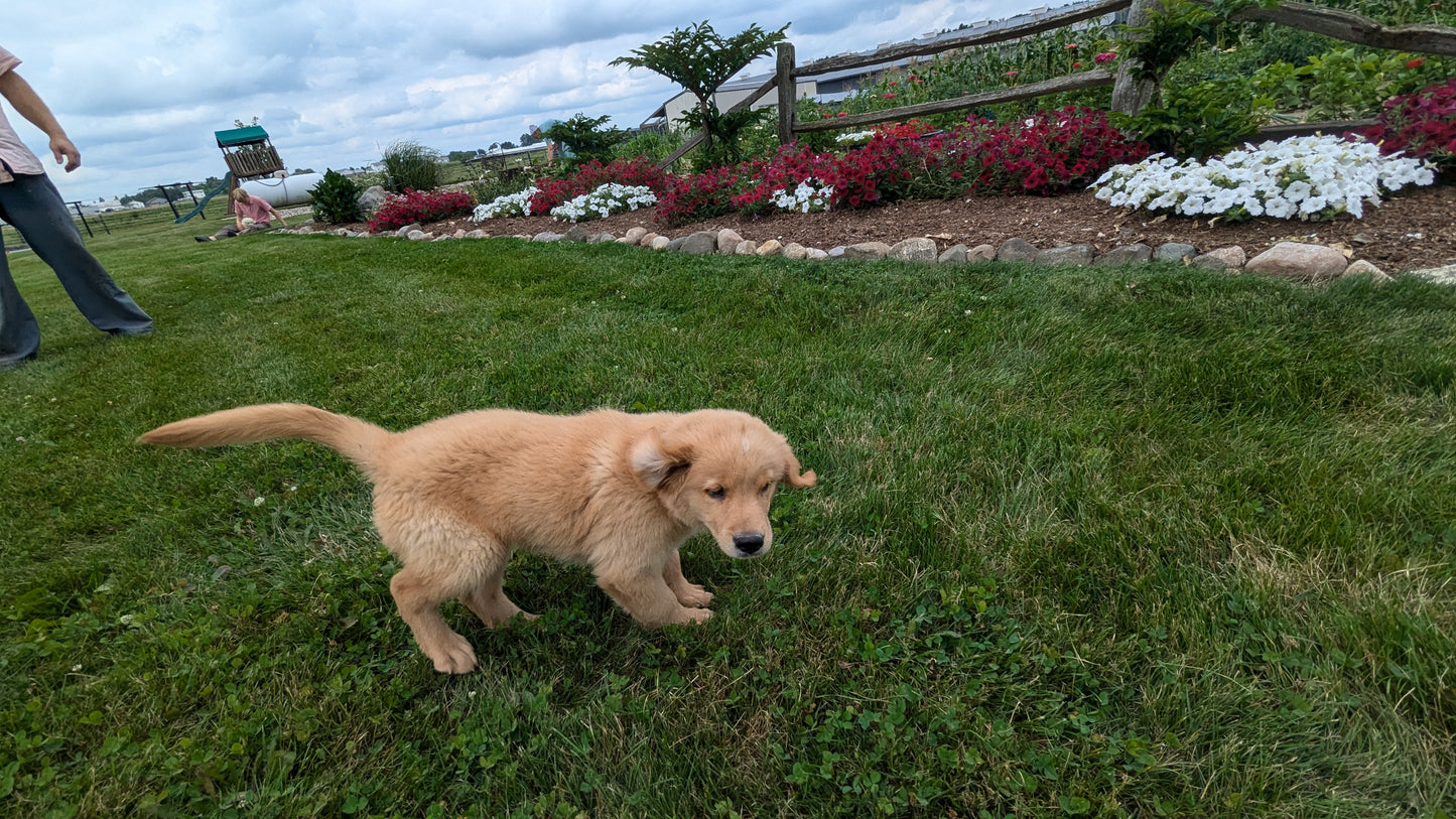 GOLDEN RETRIEVER (05/13) FEMALE
