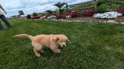 GOLDEN RETRIEVER (05/13) FEMALE