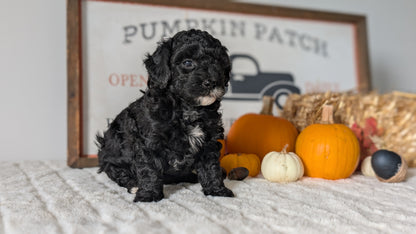 MINI POODLE (09/12) FEMALE