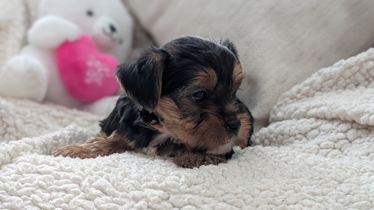 YORKSHIRE TERRIER (DEC 24) MALES