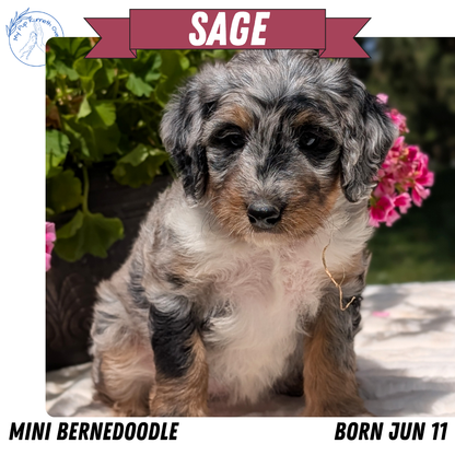 MINI BERNEDOODLE (06/11) FEMALE