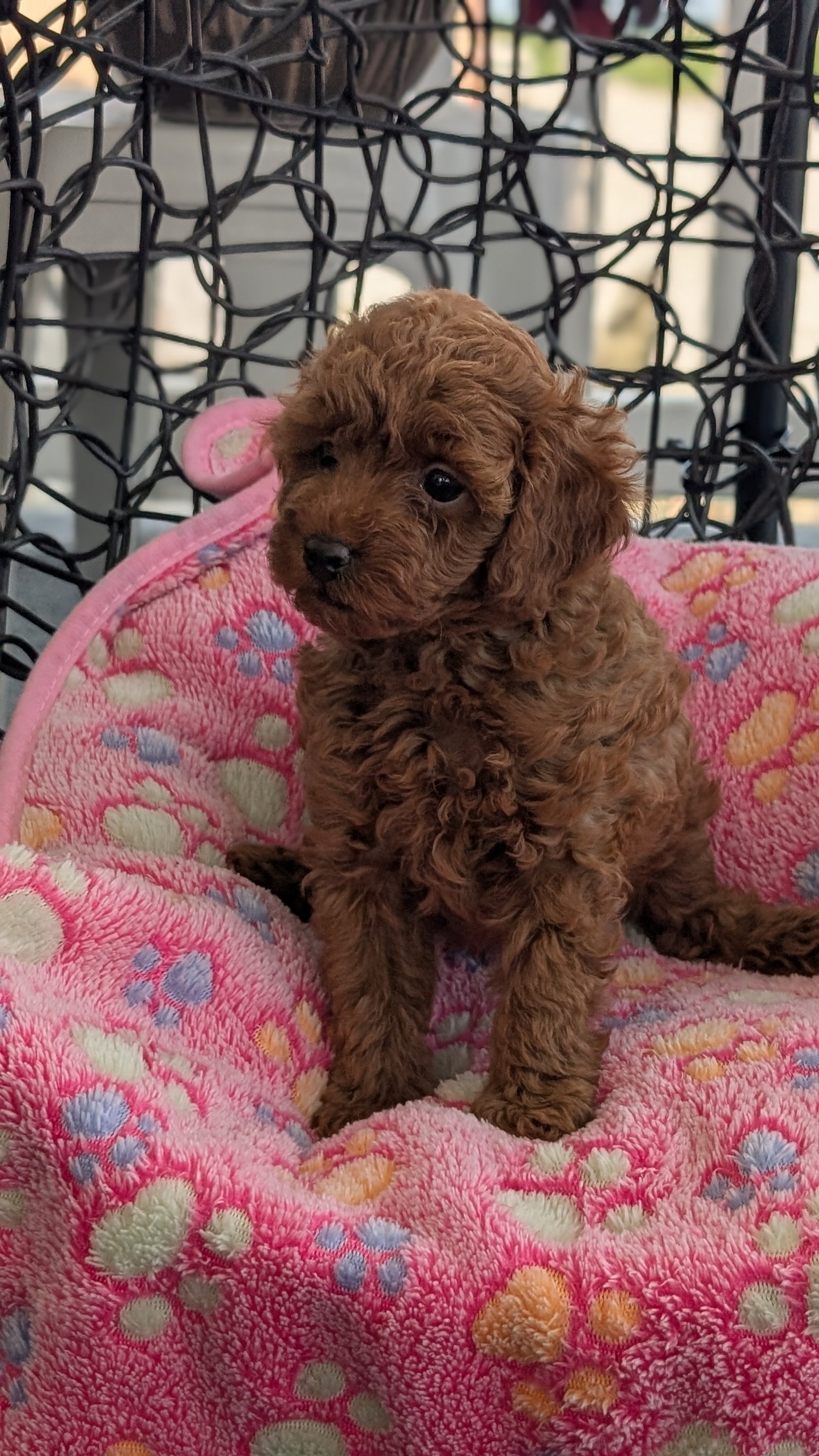 TOY POODLE (JUN 22) FEMALES