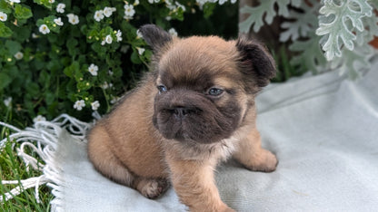 FRENCH BULLDOG (MAY 26) FEMALE