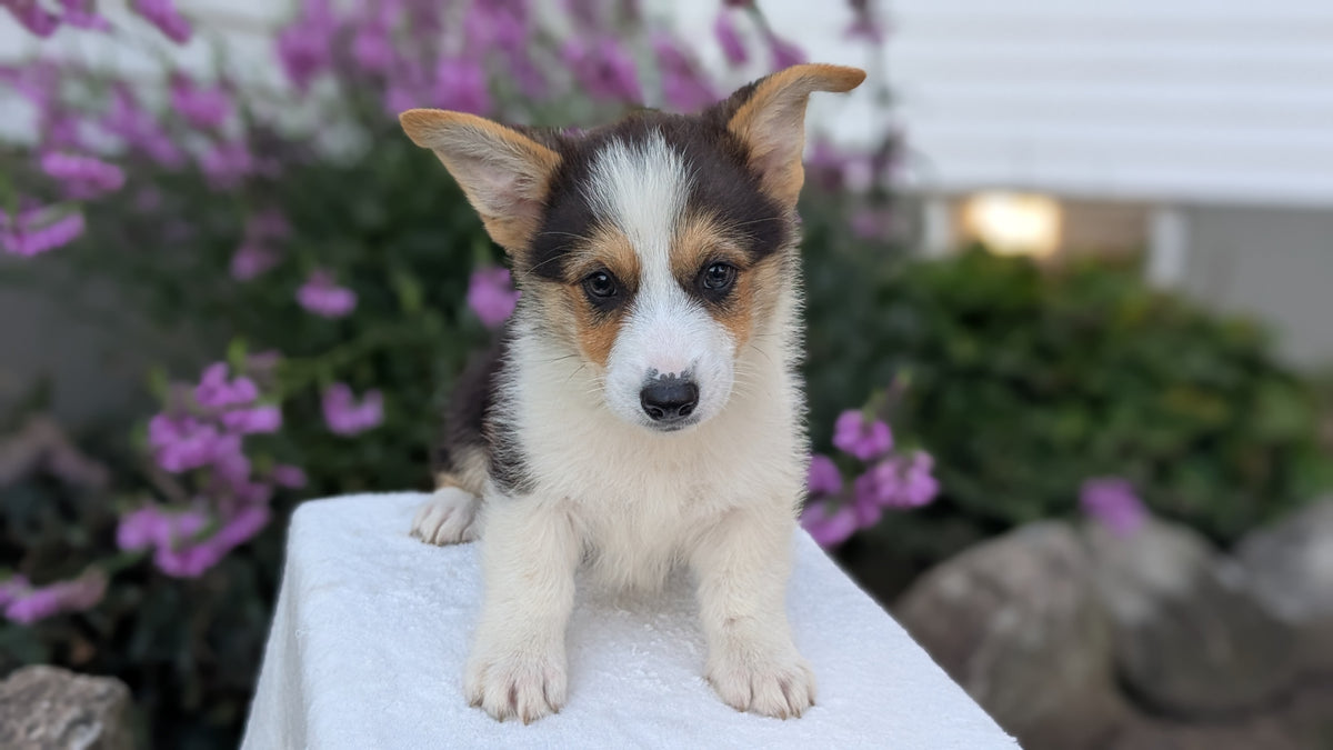 CORGI (JUN 08) MALES