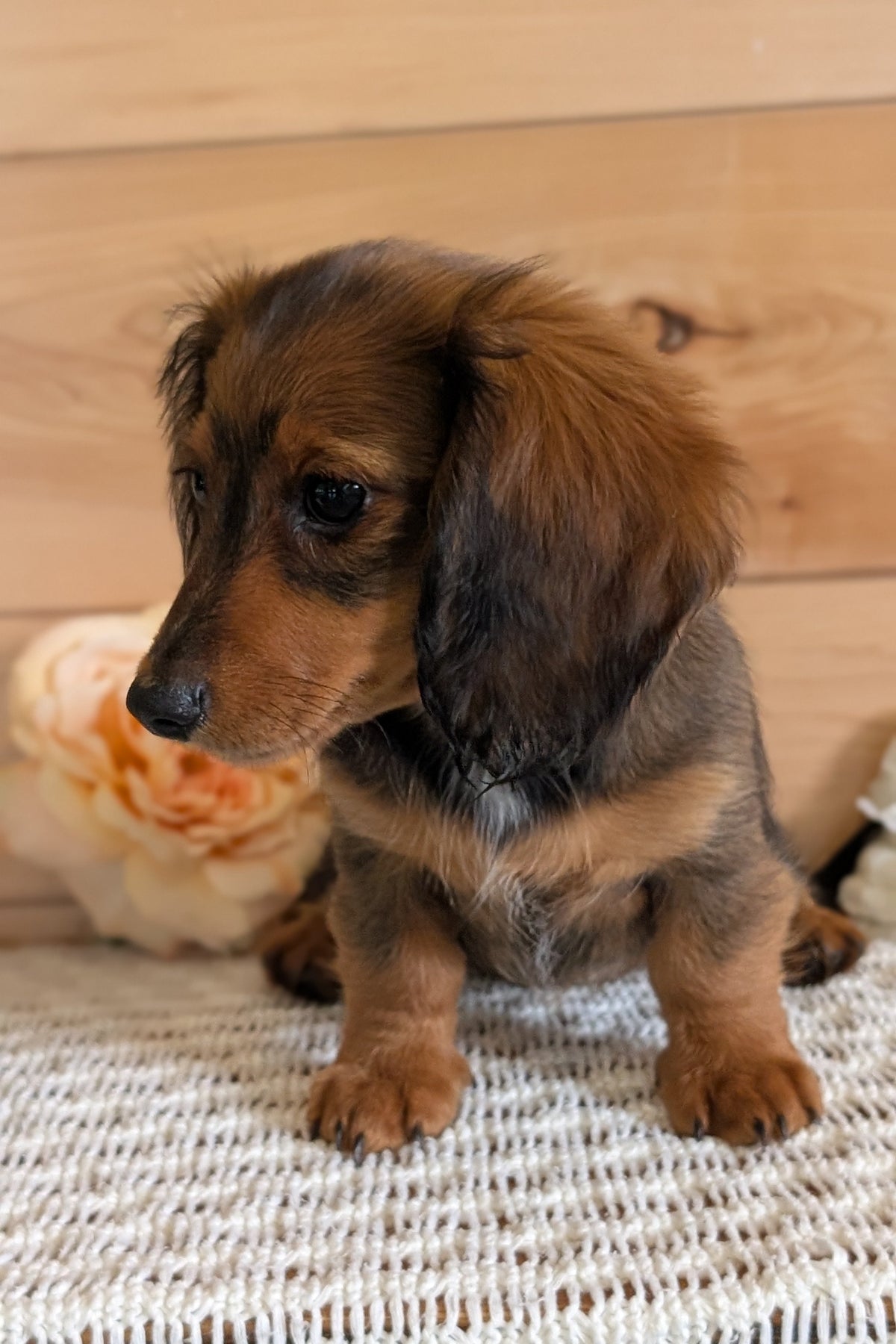 MINI DACHSHUNDS (JUL 05) 2 MALES/2 FEMALES