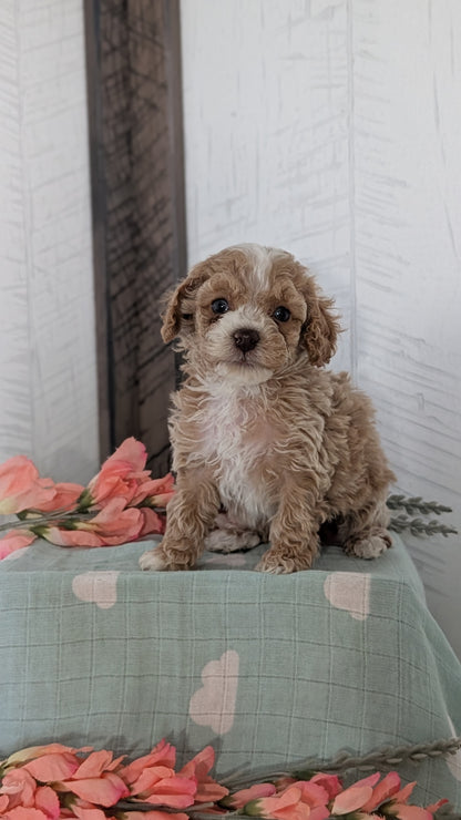 COCKAPOO (FEB 04) MALES