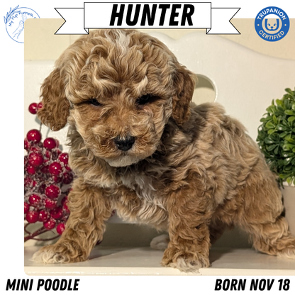 MINI POODLE (NOV 18) MALES