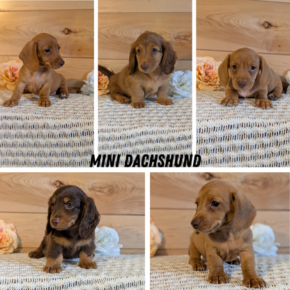 MINI DACHSHUND (JUL 30) 4 MALES/1 FEMALE