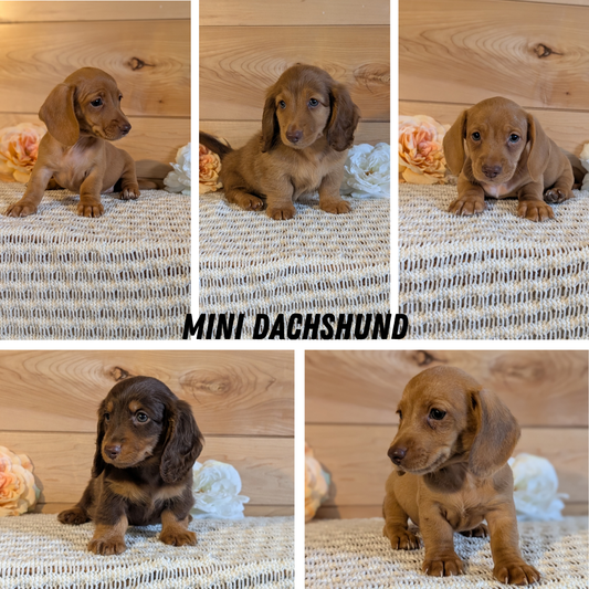 MINI DACHSHUND (JUL 30) 4 MALES/1 FEMALE