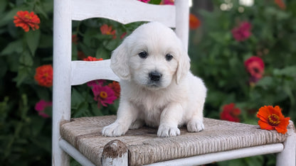 ENGLISH CREAM RETRIEVER (AUG 19) 3 MALES/4 FEMALES