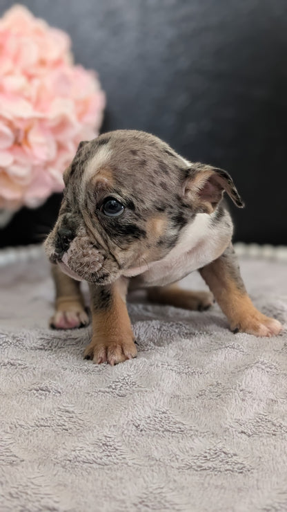 ENGLISH BULLDOG (FEB 09) FEMALES