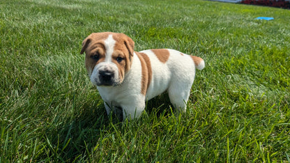 SHAR-PEI CROSS (06-30) MALE