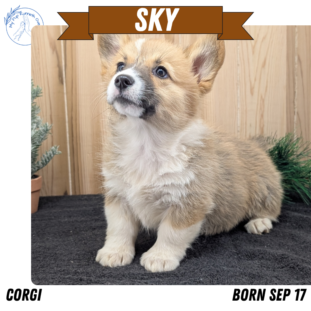 CORGI (09/17) FEMALE