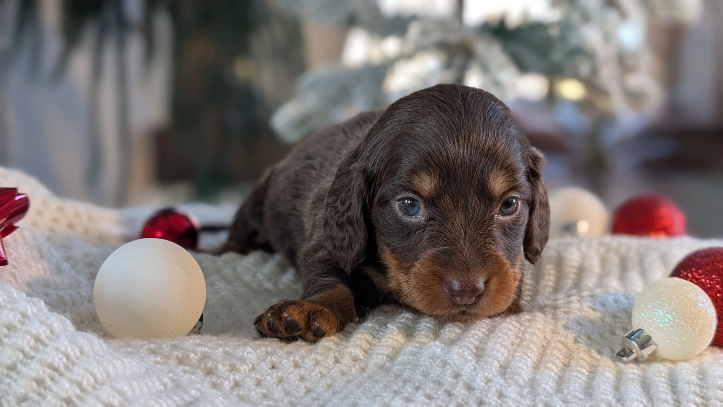 MINI DACHSHUND (NOV 16) FEMALES
