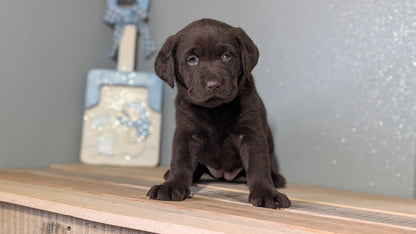 LABRADOR RETRIEVER (JAN 18) FEMALES