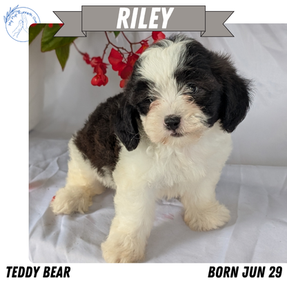 TEDDY BEAR (06/29) MALE