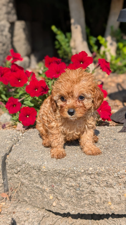 CAVAPOO (05/29) FEMALE
