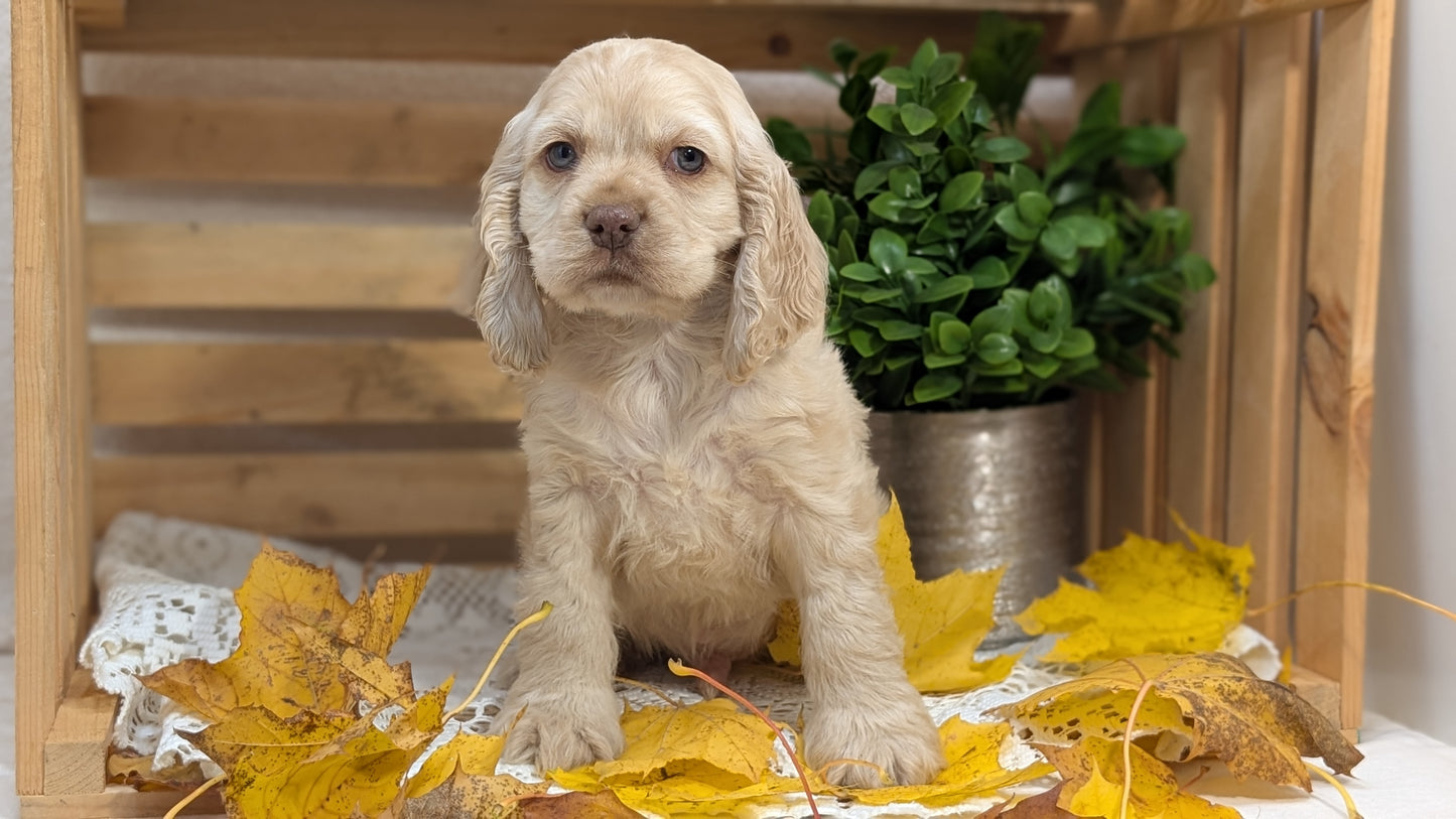 COCKER SPANIEL (09/20) MALE