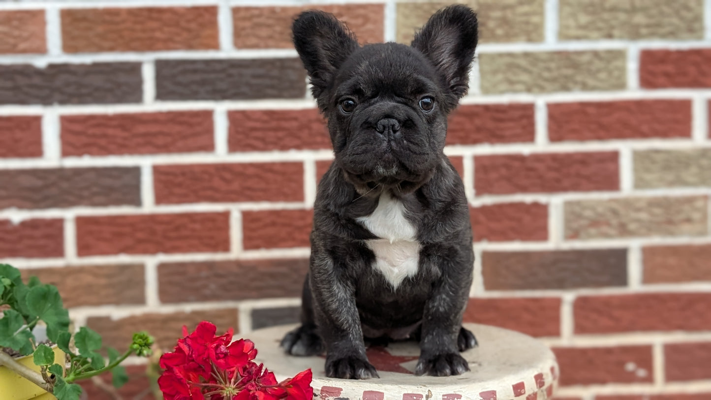 FRENCH BULLDOG (MAR 09) FEMALES