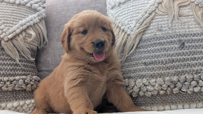 GOLDEN RETRIEVER (JUL 01) FEMALES