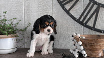 CAVALIER (DEC 03) MALES