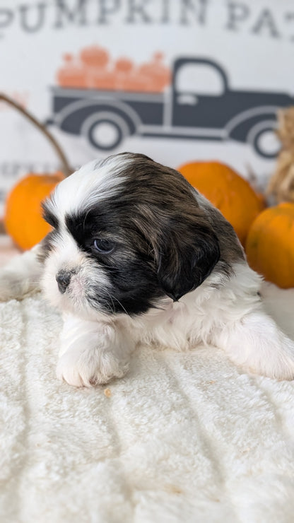 SHIH TZU (AUG 17) 2 FEMALES/3 MALES