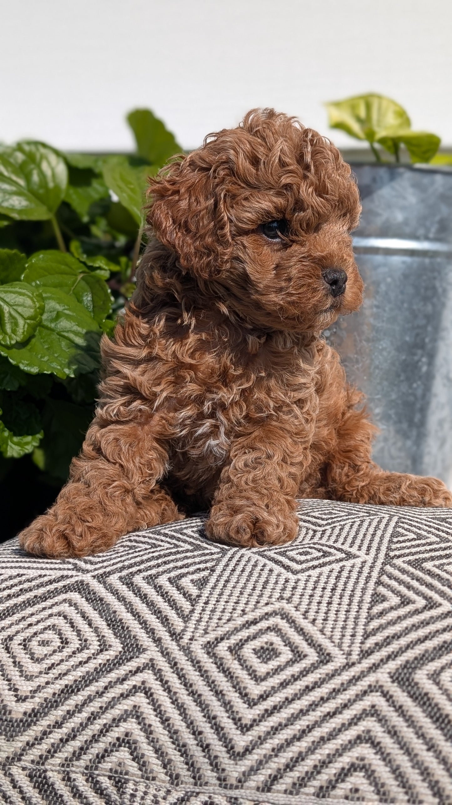 COCKAPOO (08/03) MALE