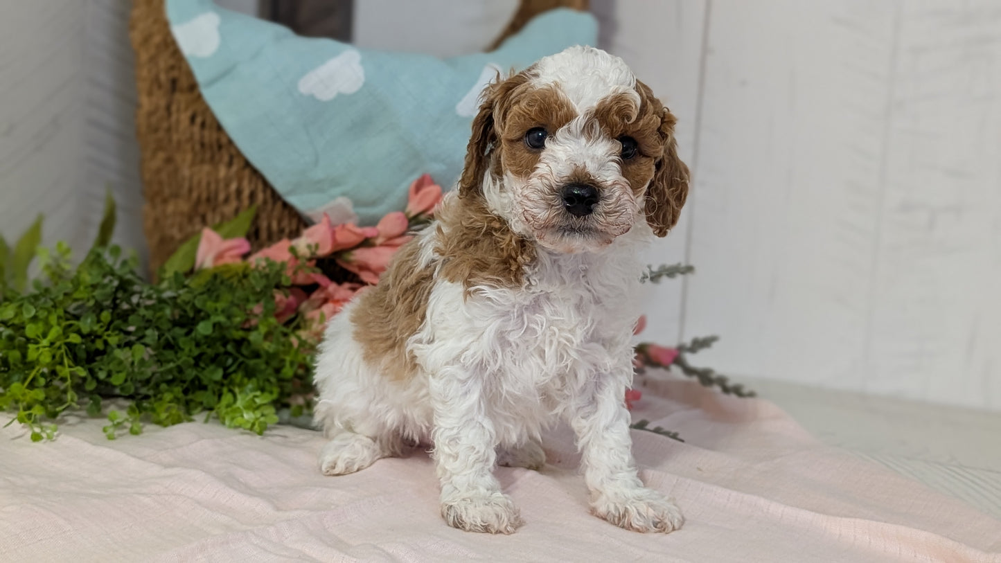MINI POODLE (DEC 04) MALES