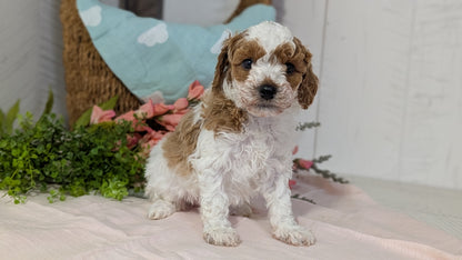 MINI POODLE (DEC 04) MALES