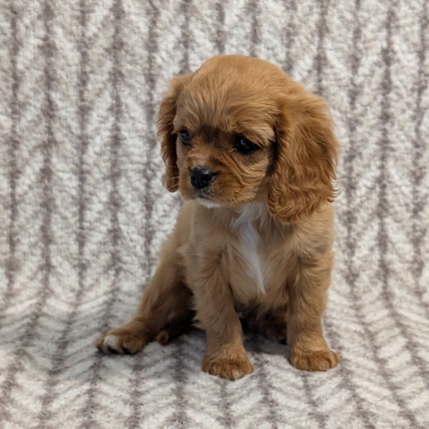 CAVALIER (FEB 24) FEMALE