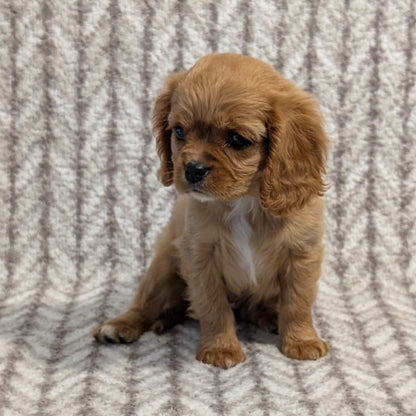 CAVALIER (FEB 24) FEMALE