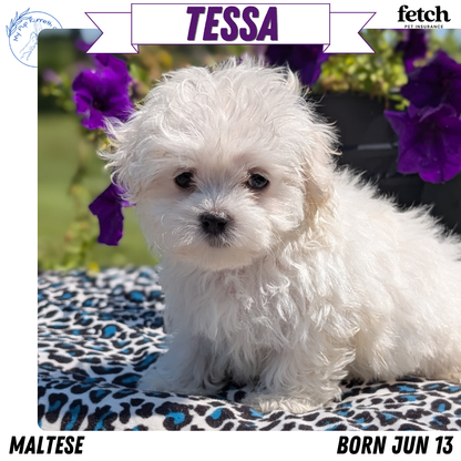 MALTESE (JUN 13) FEMALES