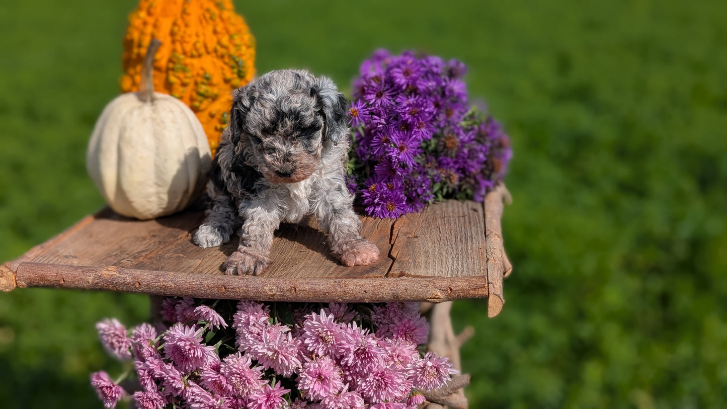 TOY POODLE (08/28) FEMALE