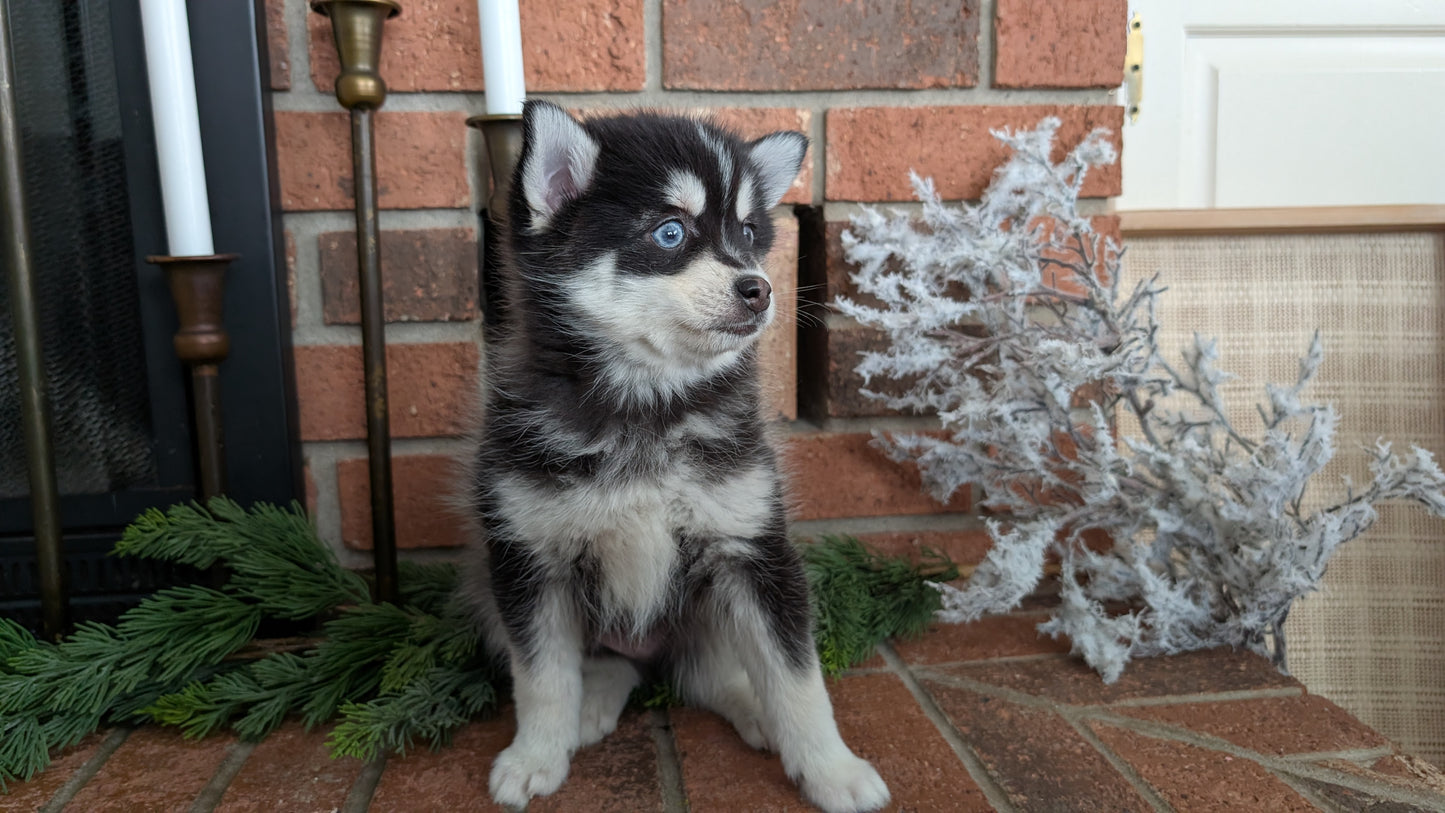 POMSKY (NOV 15) MALE