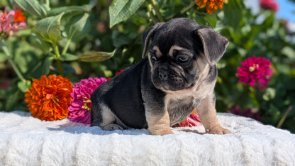 FRENCH BULLDOG (07/08) MALE