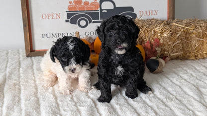 MINI POODLE (09/12) FEMALE