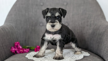 MINI SCHNAUZER (JAN 20) MALES