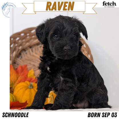 SCHNOODLE (SEP 03) 4 FEMALES/3 MALES