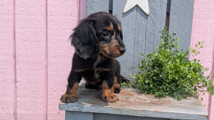 MINI DACHSHUND (APR 29) MALE