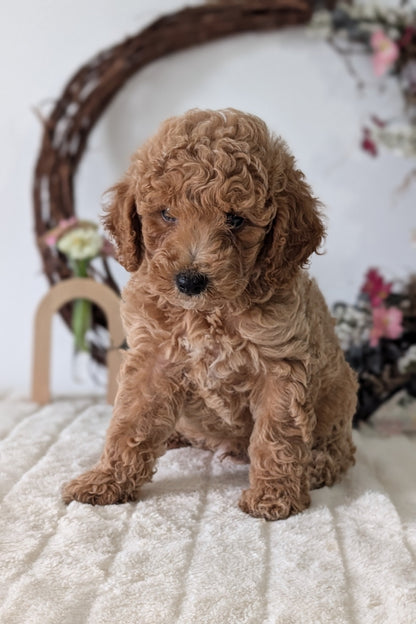 MINI POODLE (JUN 01) MALES