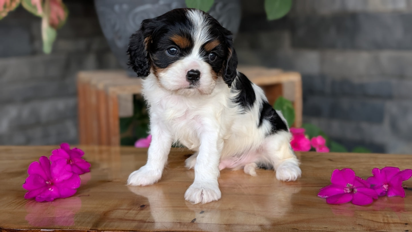 CAVALIER (JUL 18) 3 FEMALES/2 MALES