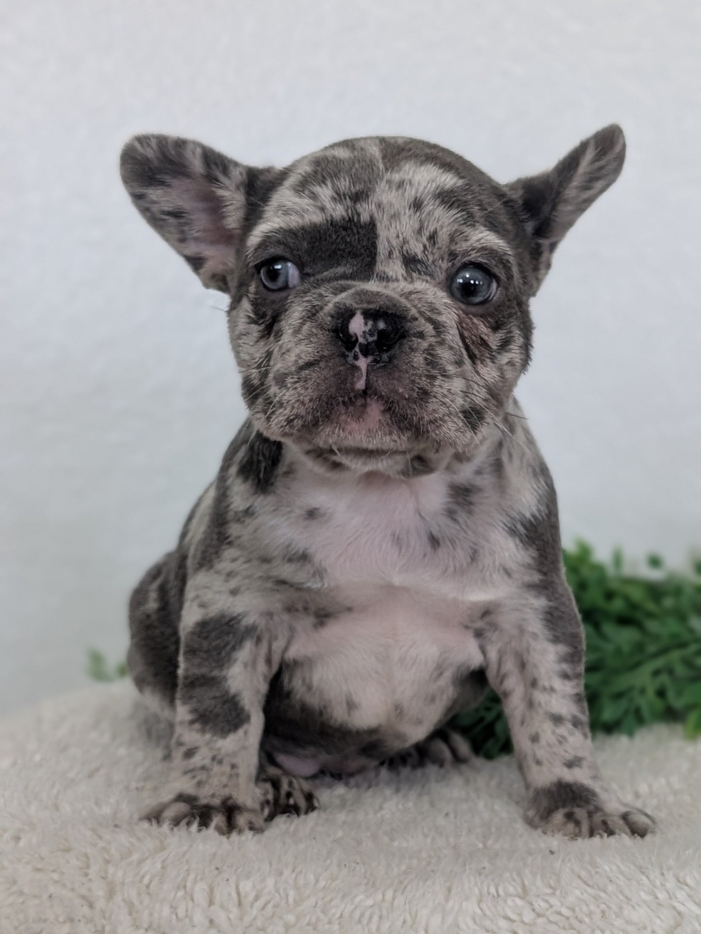 FRENCH BULLDOG (FEB 16) FEMALES