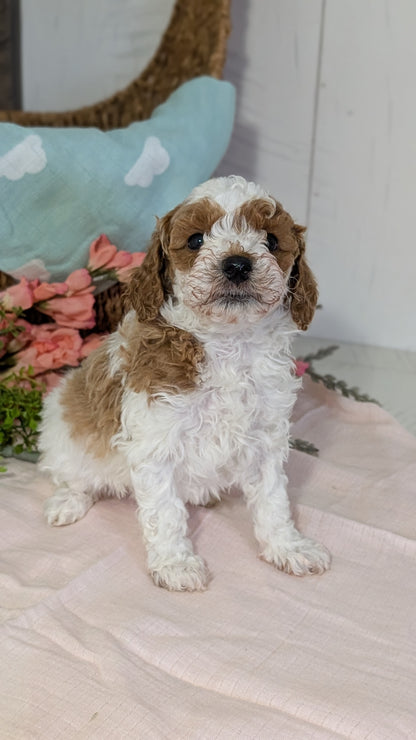 MINI POODLE (DEC 04) MALES